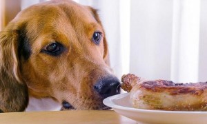 狗吃肉吃多了拉稀怎么办