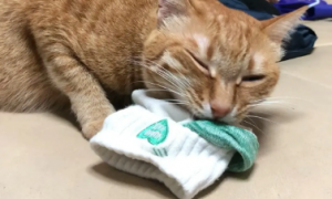 猫为啥喜欢叼袜子一直叫