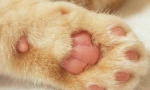 猫咪的脚掌很小是为什么