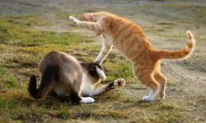 猫咪为什么常常打架
