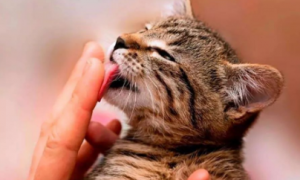 猫咪为什么喜欢用舌头舔人