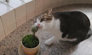 猫咪为什么那么喜欢薄荷球呢