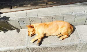 狗狗为什么害怕太阳辐射强