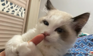猫为什么喜欢吃手手