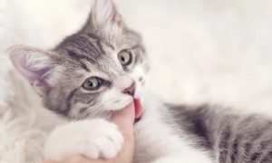 为什么猫咪越来越喜欢咬东西