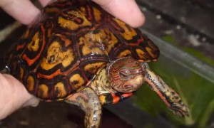 洪都拉斯木纹龟一年能长多大