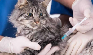 家猫为什么不用打疫苗