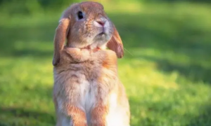 兔子变成人是什么电影名字