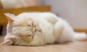 猫咪为什么能睡得安稳一点