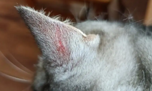 猫咪耳朵上长癣图片