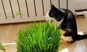 猫草对猫有什么帮助