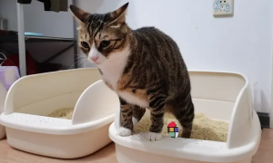 为什么要让猫咪上厕所啊