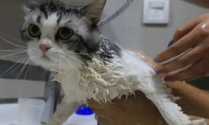 为什么猫咪每天洗澡呢