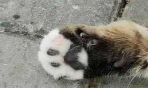 刚出生的小猫爪子畸形