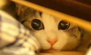 猫看到你就躲起来是为什么