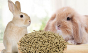 兔兔吃什么兔粮好