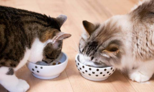 猫咪吃奶为什么咬碗呢