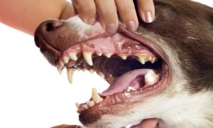 为什么狗狗牙齿会掉下来