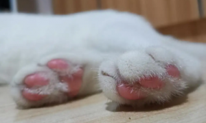 猫咪脚为什么会干净