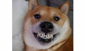 成年狗狗为什么牙齿小了呢