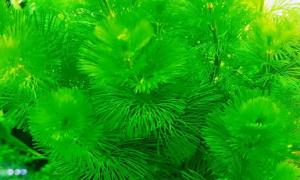 鱼缸水草绿菊怎么养