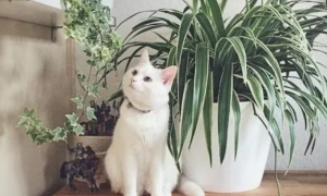 养猫可以种什么绿植