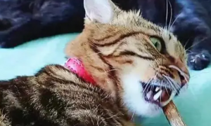 猫咪会磨牙嘛为什么呢