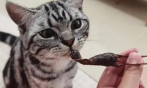 猫吃生鹌鹑好不好