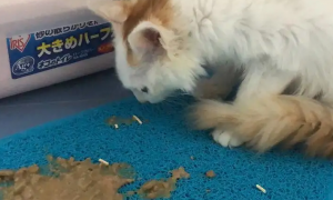 猫咪为什么吃东西就吐了