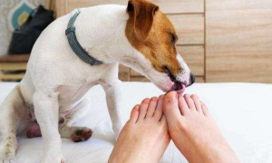 狗狗喜欢舔人脚是怎么回事