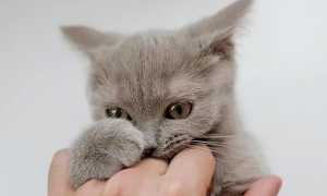 为什么猫咪总咬人呢