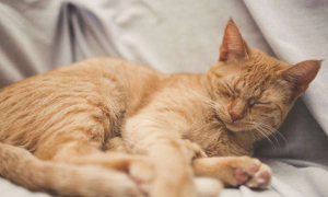 猫咪为什么不爱被抱着睡觉