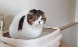 猫咪为什么不用尿布擦屁股