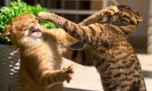 为什么猫咪打架喜欢拍脑门