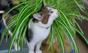 猫咪为什么喜欢咬金边吊兰呢
