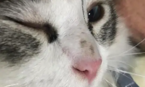 猫咪鼻梁为什么会变黑呢