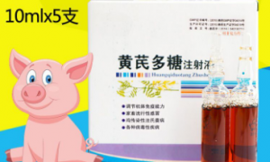黄芪多糖在养猪中的作用