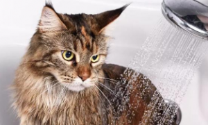 猫几个月能洗澡