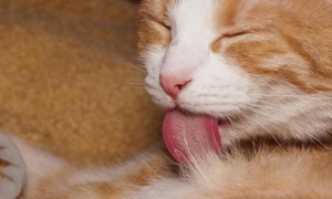 猫咪舔舌头是为什么
