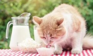 猫咪为什么那么爱喝酸奶