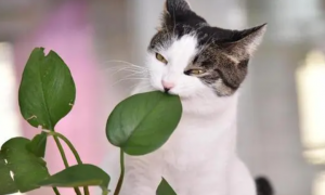 为什么猫咪老咬叶子呢怎么回事