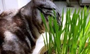如何种猫草麦苗