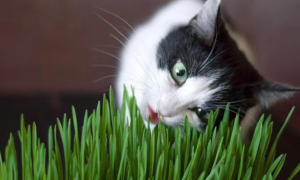 猫草一次吃几根