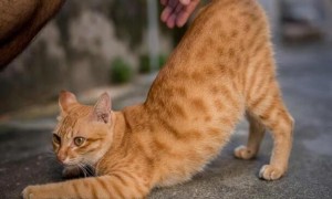 猫咪为什么会折腰呢