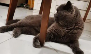 猫咪为什么疯狂舔桌子腿的原因