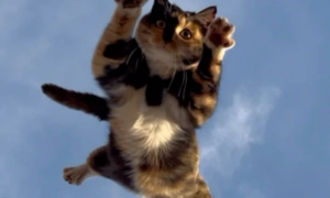 猫咪可以空中翻身吗