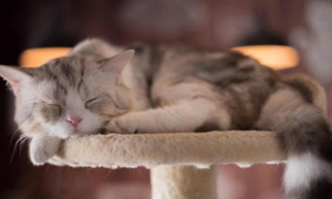 猫咪老是睡觉是因为什么原因