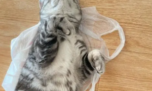 为什么猫咪喜欢方便袋子