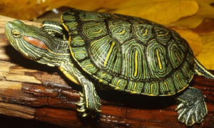 巴西龟吃多少龟粮