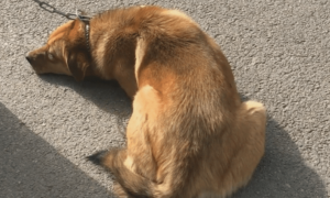 狗狗尾巴有一个硬硬的凸起